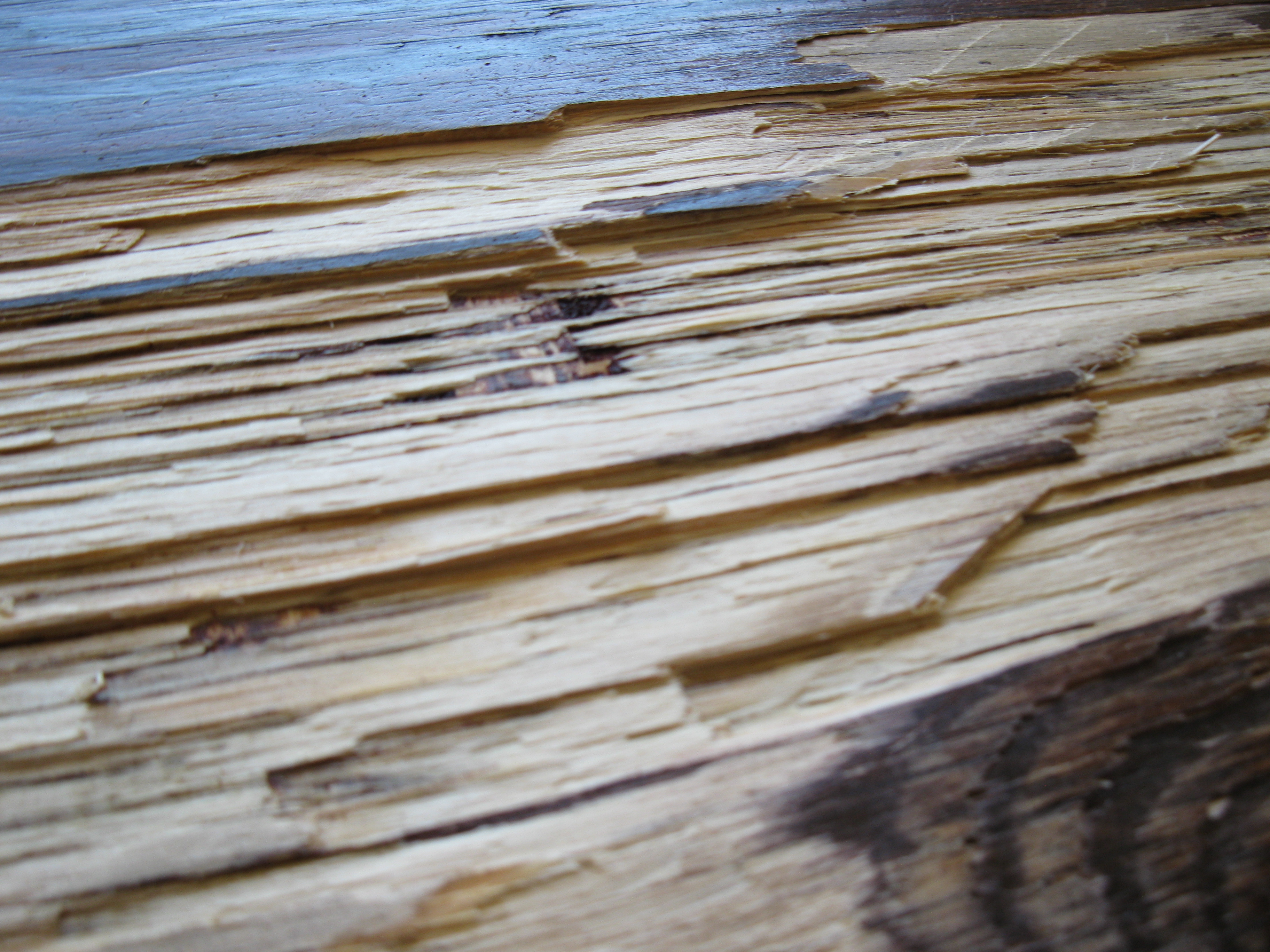 plywood-closeup-depth.jpg